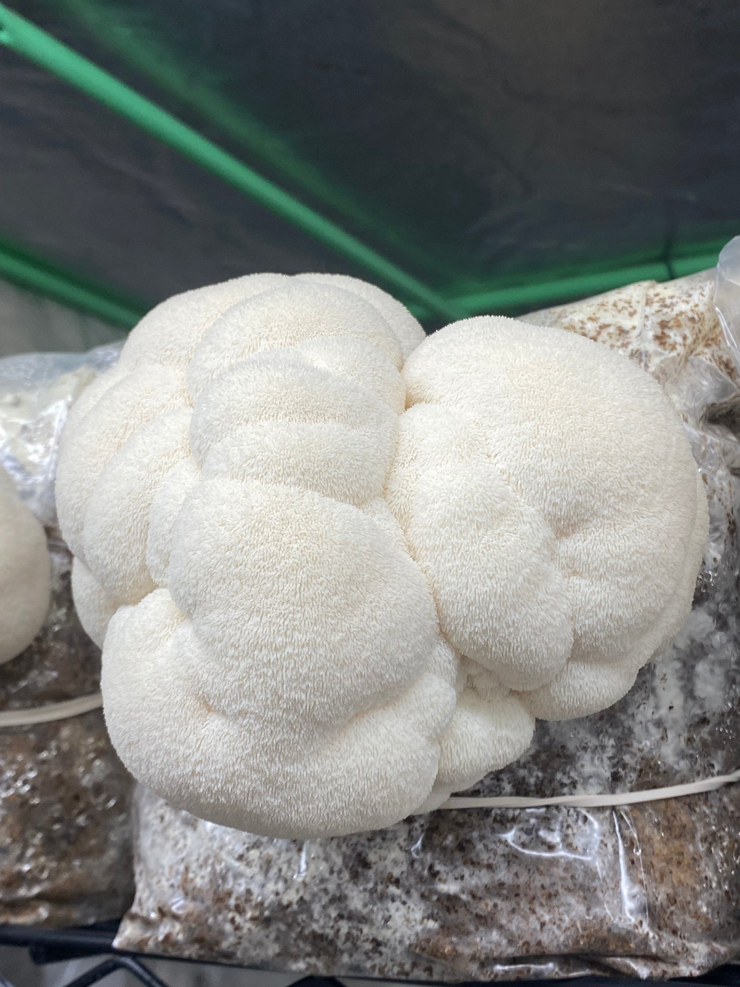 lions mane mushroom - fresh single view