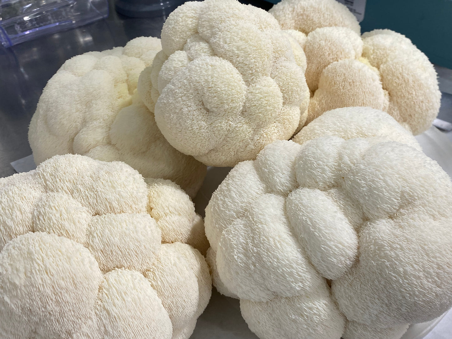 lions mane mushroom - fresh pile