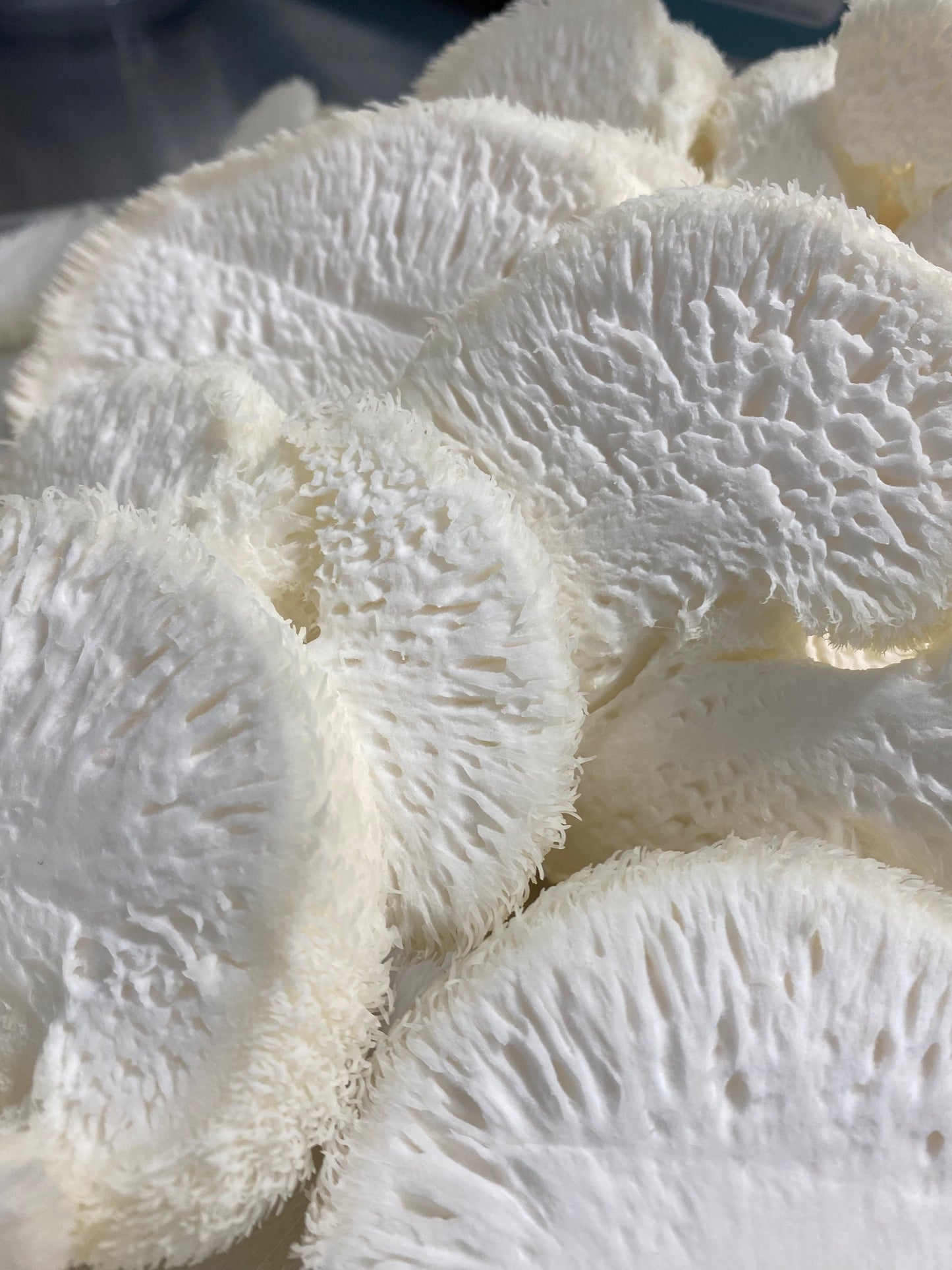 lions mane mushroom - sliced view