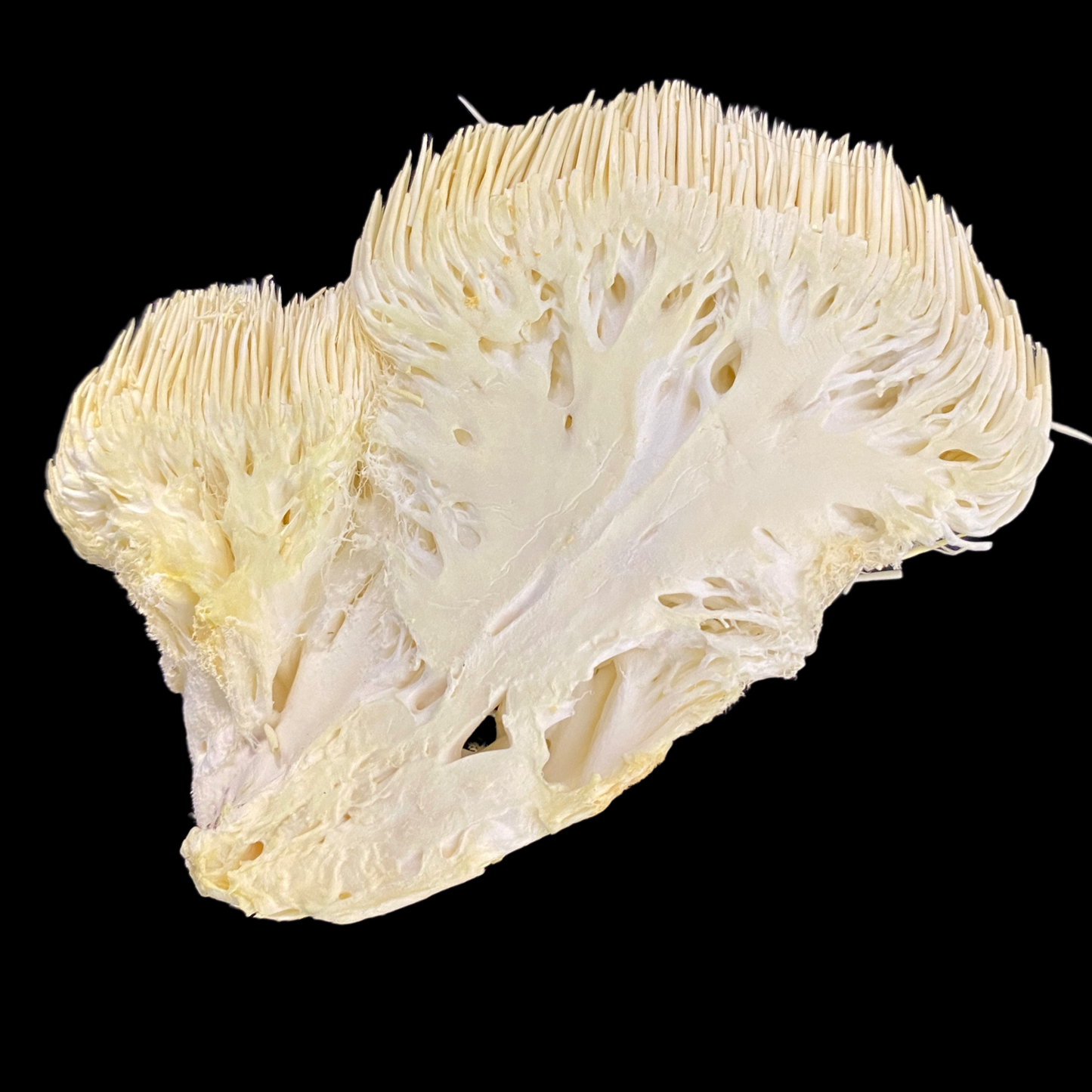 freeze dried lions mane - single view
