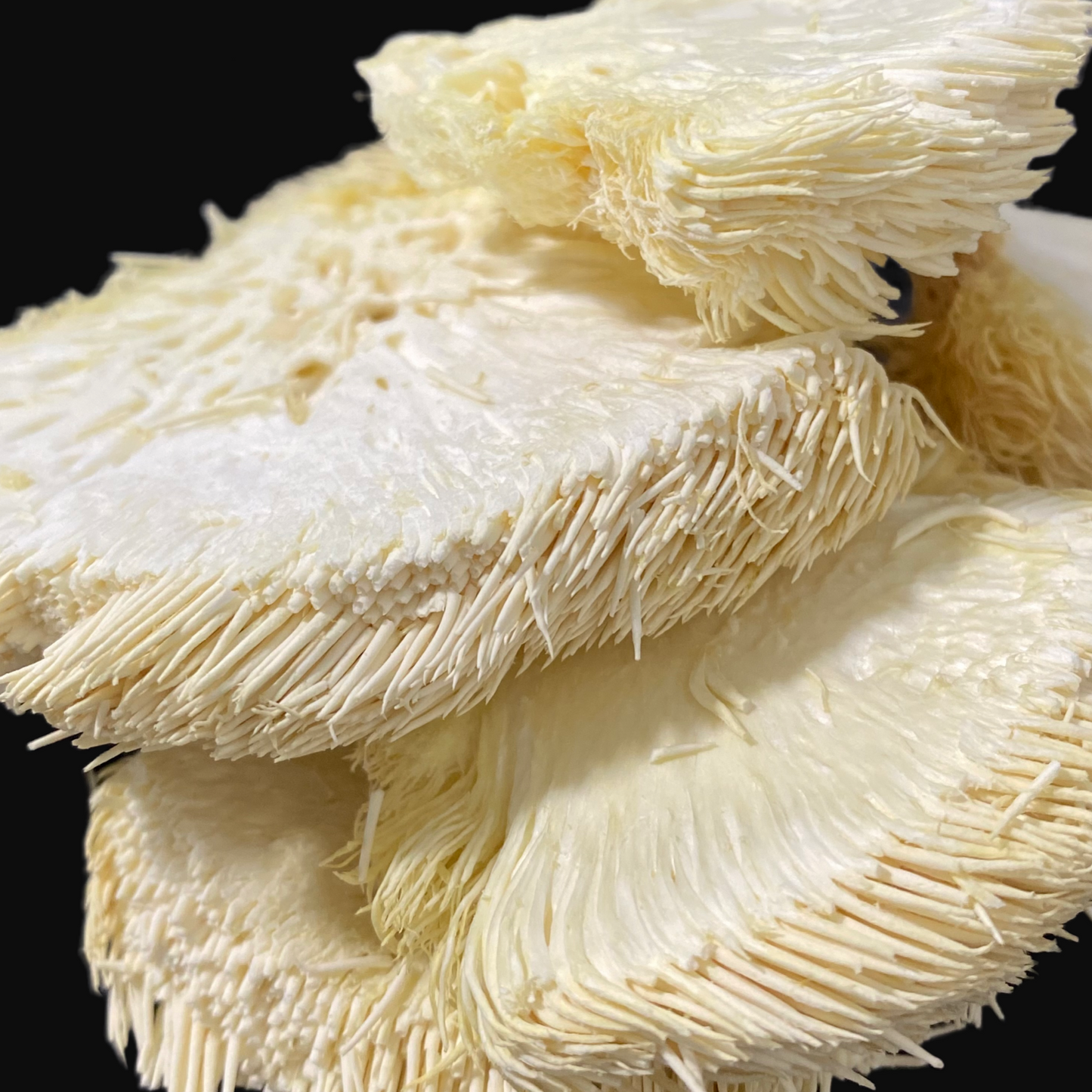 freeze dried lions mane - front view