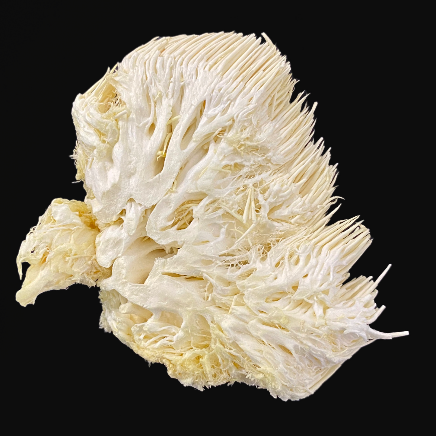freeze dried lions mane - side view