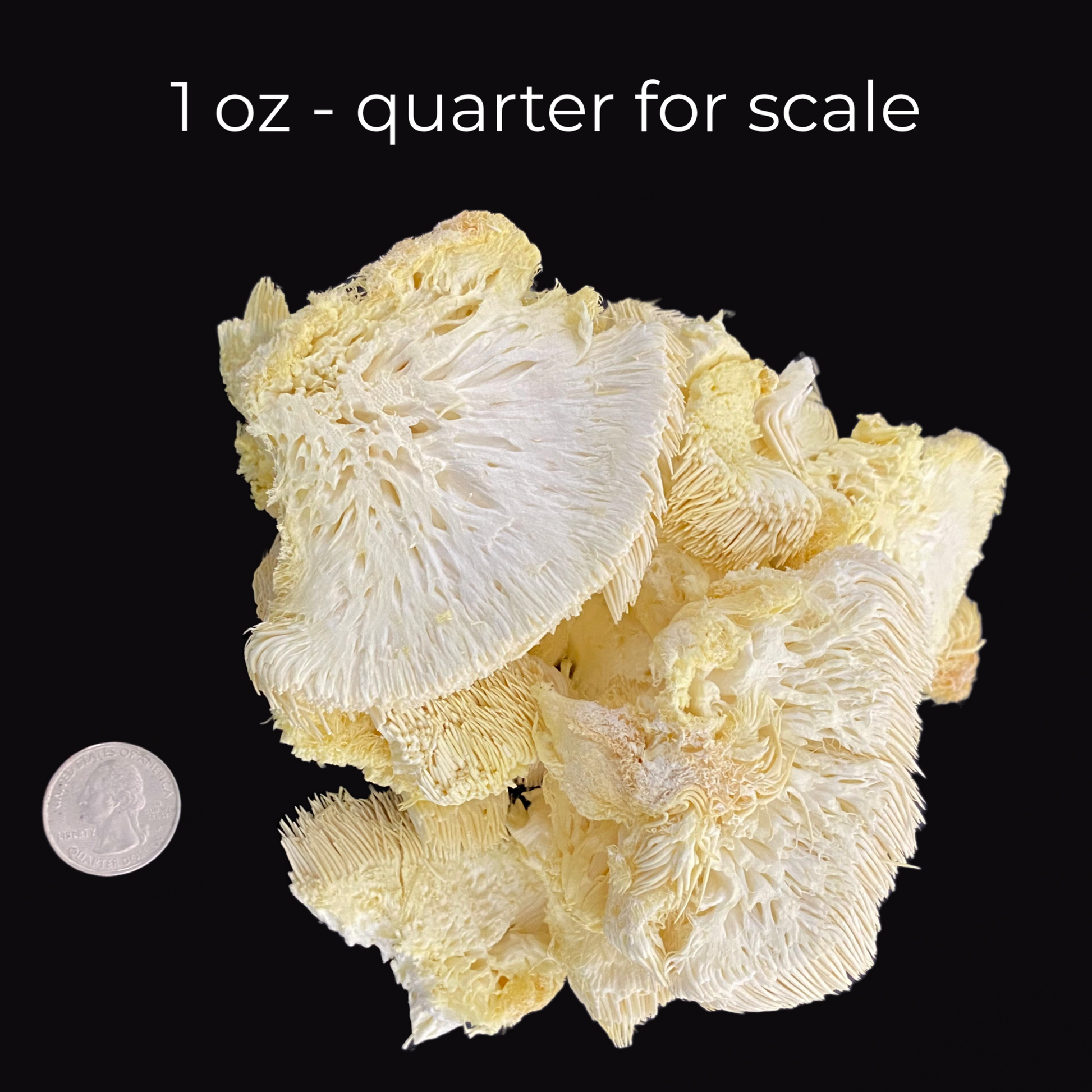 freeze dried lions mane - stacked view