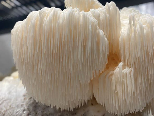 Lions Mane - Fresh